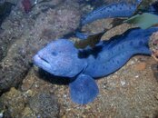 wolf eel out 2.jpg