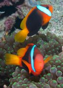 Clown Fish.jpg