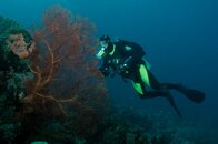 Diver.jpg