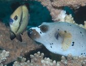 Puffer.jpg