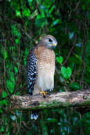 Backyard-Hawk.jpg