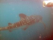 whale%20shark.jpg