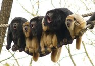 holleringmonkeys.jpg