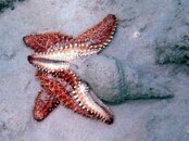 starfish and conch.jpg