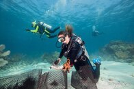 urchin going in cage area by diver.jpg