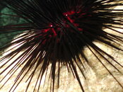Diadema brett bray  19 HD.jpg