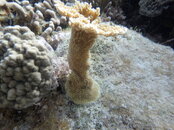 coral growth new.jpg
