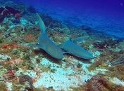 Nurse Sharks.jpg