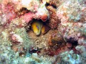 eel longtail 2.JPG