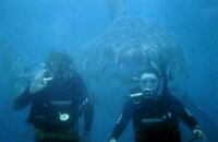 Shark1.JPG Shark1.JPG
