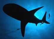 SharkOverhead.jpg