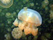 Palau Jelly 3.jpg