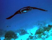 Palau Manta.jpg