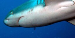 Palau Shark.jpg