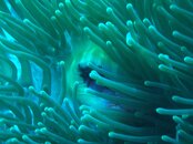Palau Soft Coral.jpg