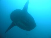 Mola03R.JPG