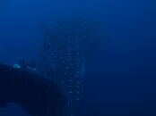 WShark39R.JPG