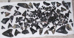 teeth10282007.JPG