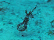 Cozumel Seahorse3.jpg