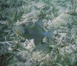 queen triggerfish-reduced.jpg