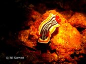 Malapascua Tapilon Nudibranch Medium Web view.jpg