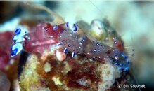 Malapascua Pepper and Salt Commensal Shrimp Medium Web view.jpg