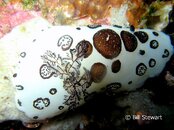 Malapascua Calangaman Island  Nudibranch Medium Web view.jpg