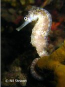 Malapascua Lighthouse Reef Seahorse Medium Web view.jpg