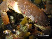 Malapascua Lighthouse Reef Round Crab Medium Web view.jpg