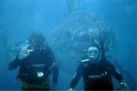 shark.jpg