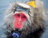 scubamonkey.jpg.jpg