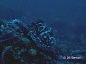 Malapascua Monad Shoal Octopus Medium Web view.jpg