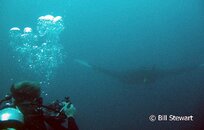 Malapascua Monad Shoal Manta Ray Medium Web view.jpg