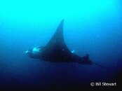 Malapascua Monad Shoal Manta Ray2 Medium Web view.jpg