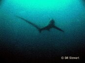 Malapascua Thresher Shark Medium Web view.jpg