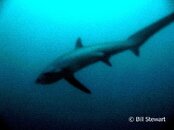 Malapascua Thresher Shark2 Medium Web view.jpg