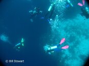 Malapascua Nunez Shoal Wall Dive Medium Web view.jpg