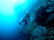 Malapascua Nunez Shoal Descending the Wall Medium Web view.jpg