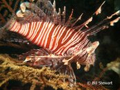 Malapascua Calangaman Island Clearfin Lionfish Medium Web view.jpg