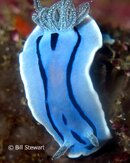 Malapascua Calangaman Island Nudibranch2 Medium Web view.jpg