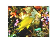 Malapascua Nunez Shoal Golden Hawkfish Medium Web view.jpg