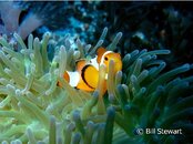 Malapascua Clown Anemonefish Medium Web view.jpg