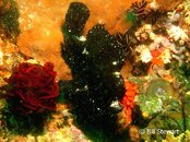 Malapascua Gilianio Frogfish Medium Web view.jpg