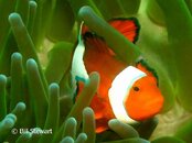 Malapascua Gilianio Clown Anemonefish Medium Web view.jpg