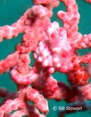 Malapascua Gilianio Pygmy Seahorse Medium Web view.jpg