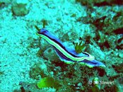 Malapascua North Point Reef Nudibranch2 Medium Web view.jpg