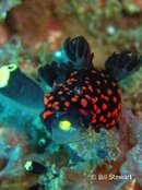 Malapascua North Point Reef Nudibranch Medium Web view.jpg