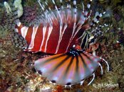 Malapascua Gato Island Zebra Lionfish2 Medium Web view.jpg