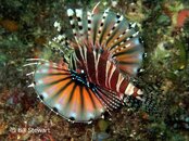 Malapascua Gato Island Zebra Lionfish Medium Web view.jpg