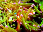 Moalboal Clownfish Medium Web view.jpg